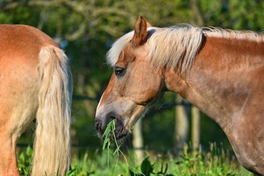 Naturally Occurring Prohibited Substances In Horse Feed