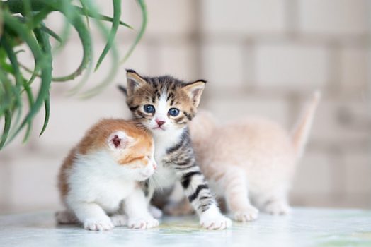 What To Know Before Adding A Kitten To Your Family?