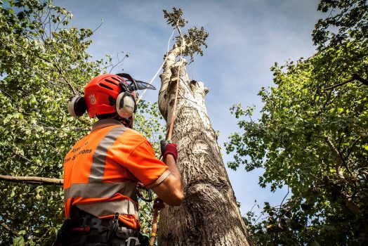 All You Need To Avail The Professional Services Of A Tree Surgeon?