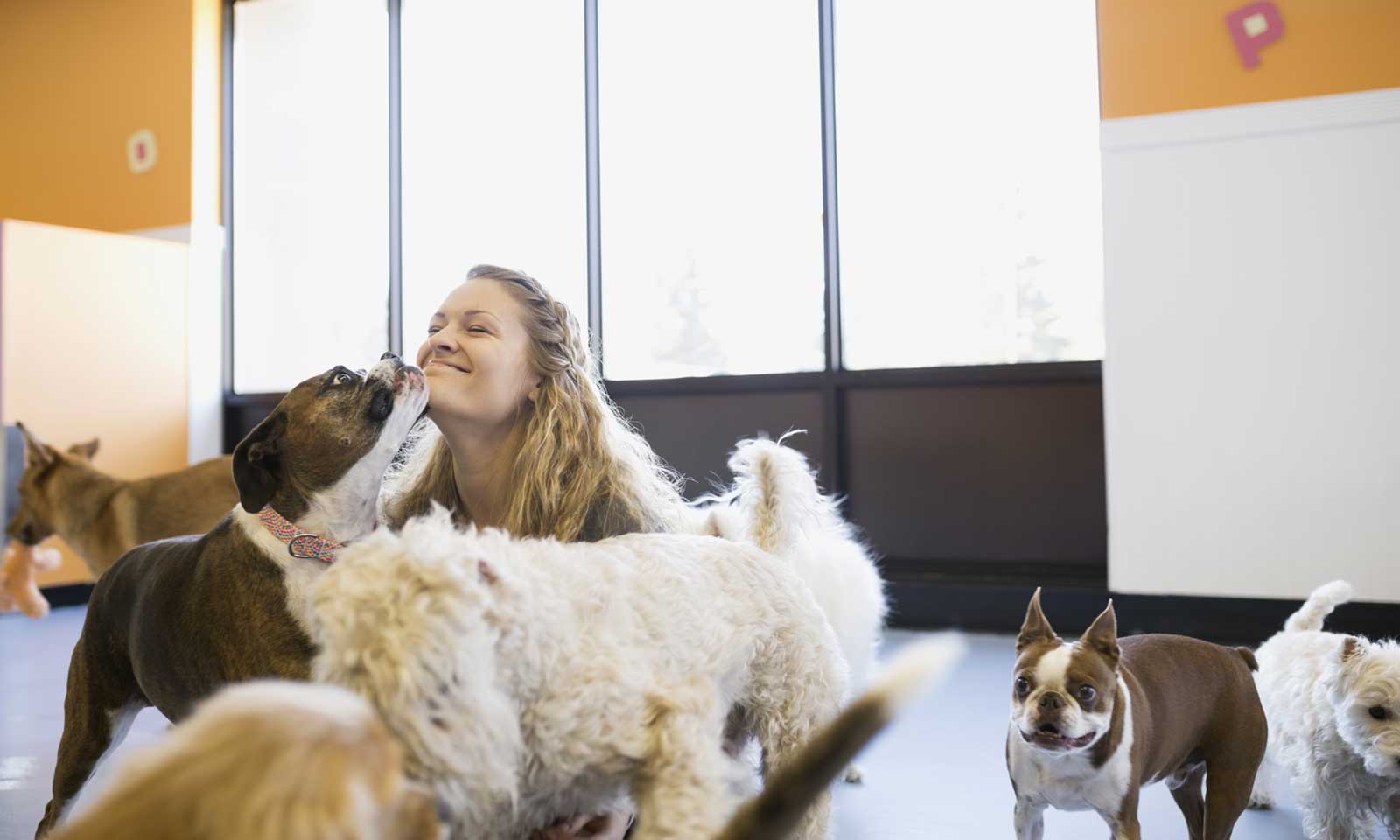 How To Photograph Shelter Pets